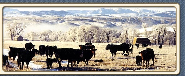 Cattle country casino harlowton mt pocono Cattle country casino harlowton mt pocono